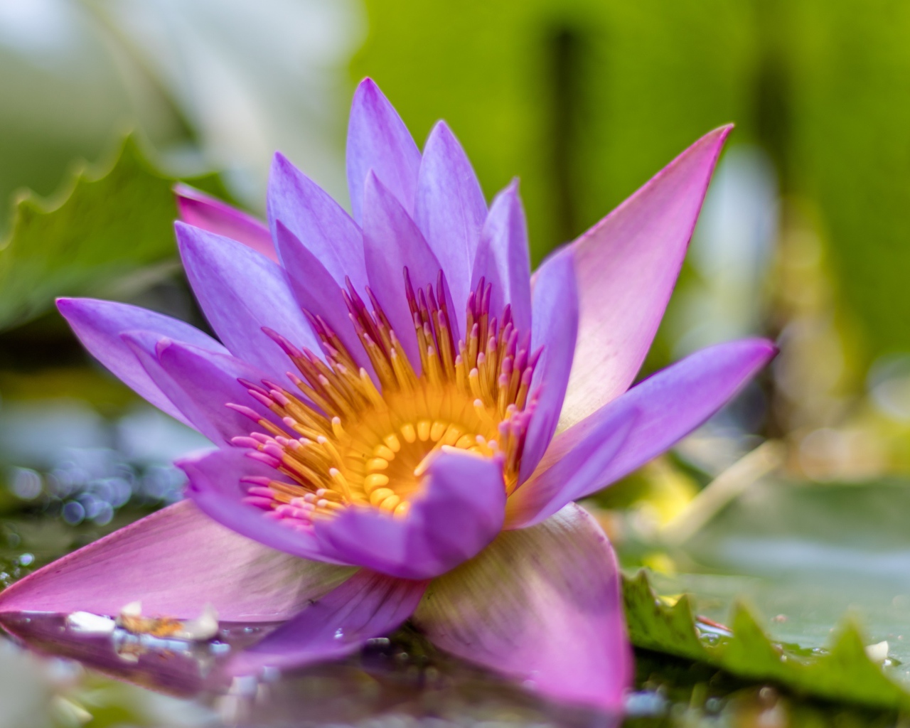 Сиреневый цветок лотоса в воде