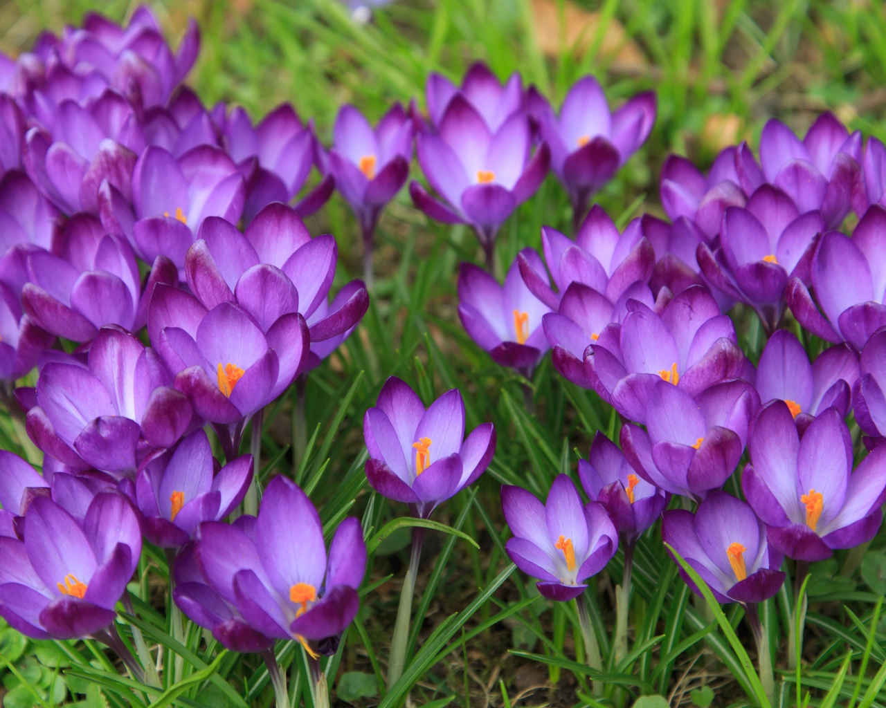 Сиреневые нежные весенние цветы крокусы