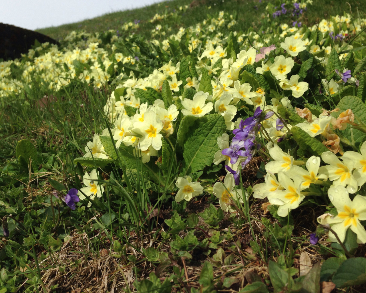 Маленькие первоцветы желтые цветы примулы