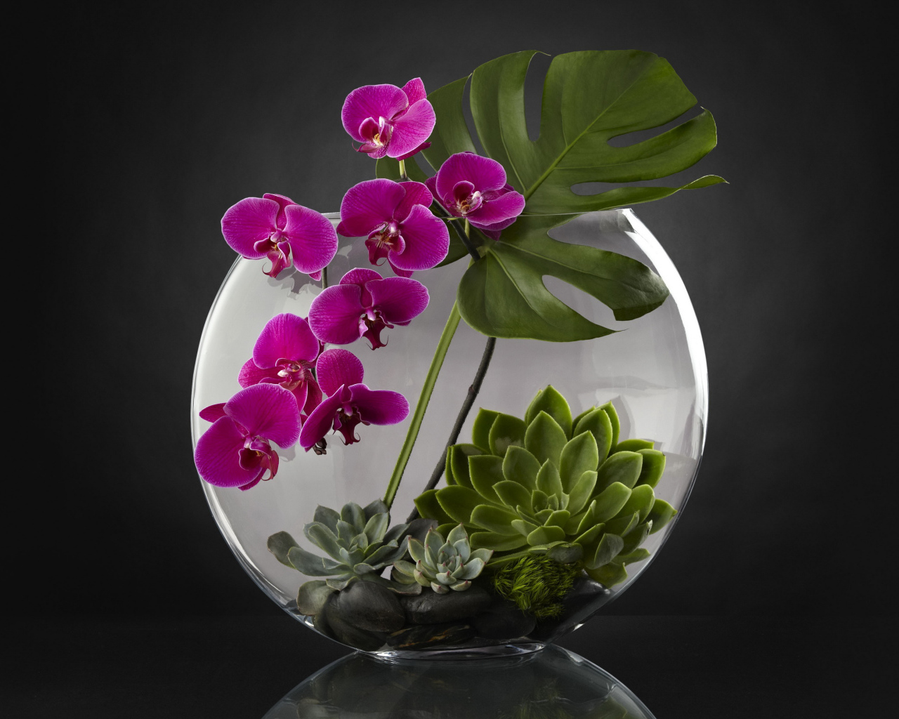 Живой аквариум с цветами орхидеи на сером фоне