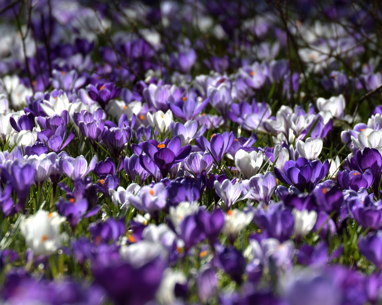 Много красивых разноцветных крокусов