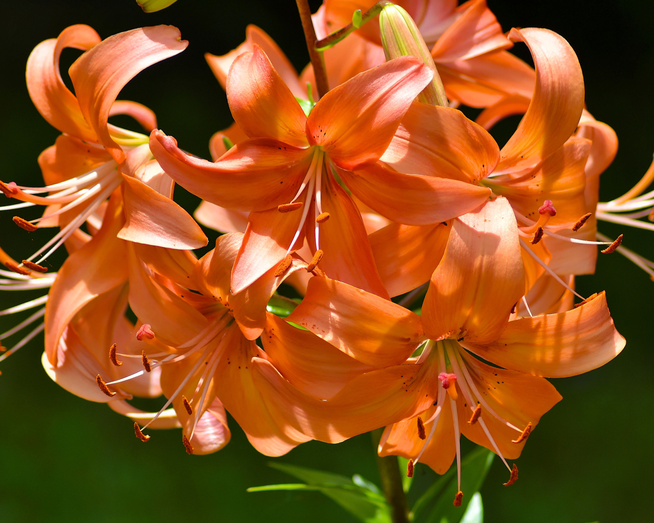 Много красивых оранжевых лилий в лучах солнца