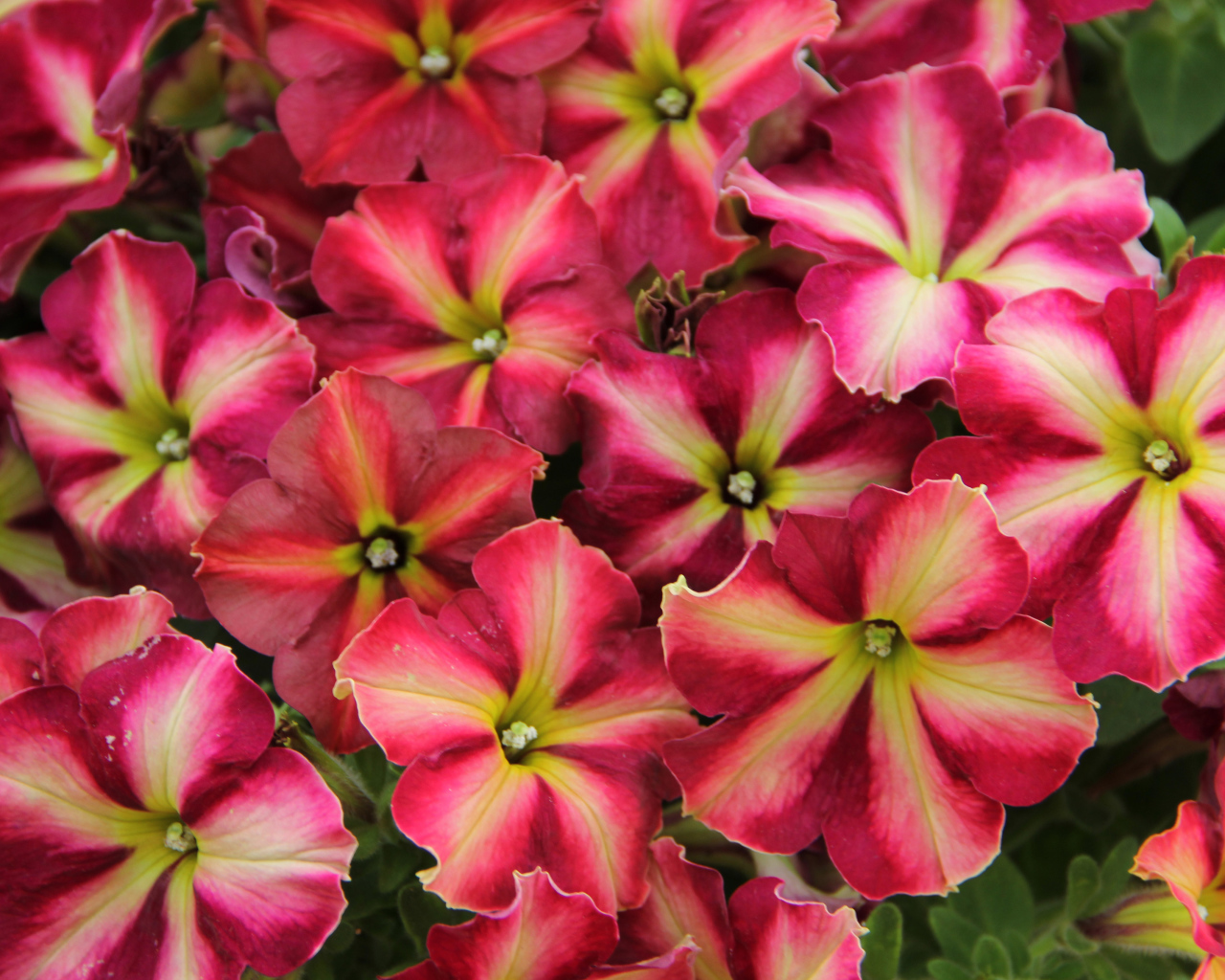 Много красивых розовых цветов петунии 