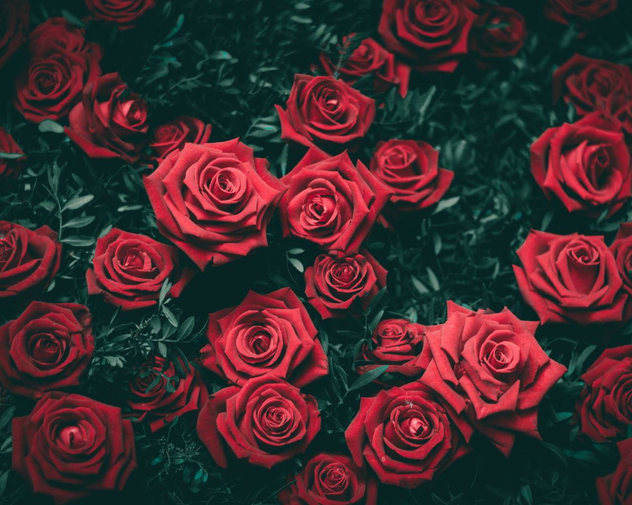 Много красивых алых роз на клумбе