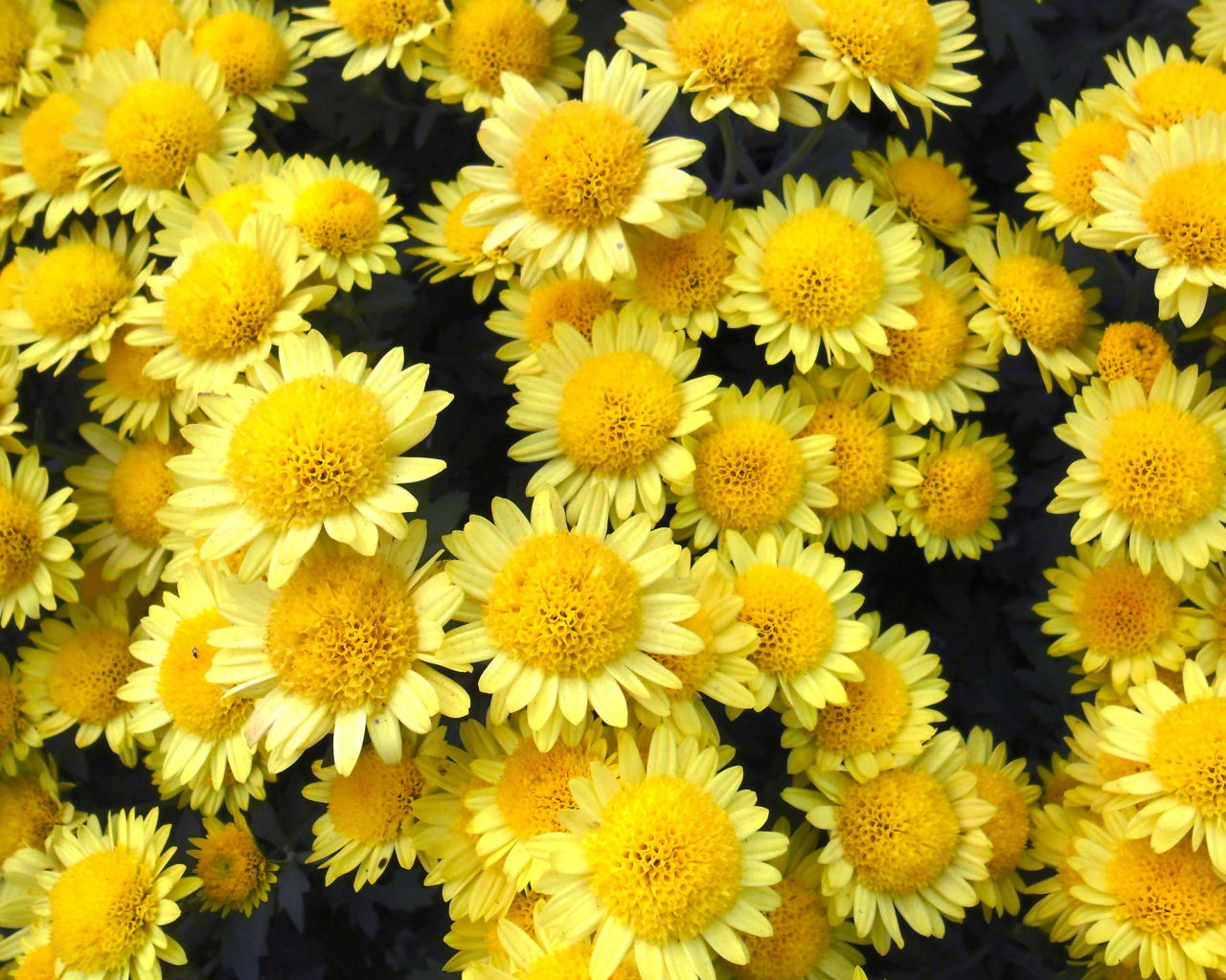Много красивых желтых хризантем крупным планом