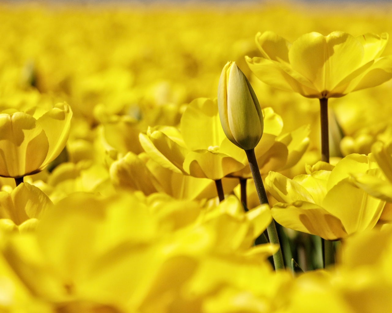 Много красивых желтых тюльпанов крупным планом