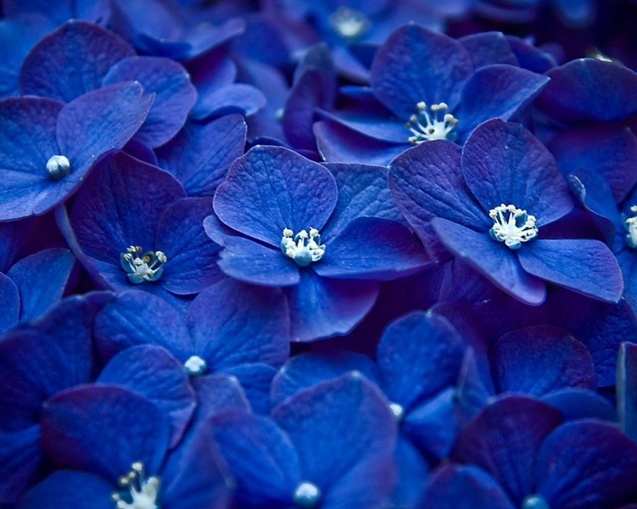 Много синих цветов гортензии крупным планом