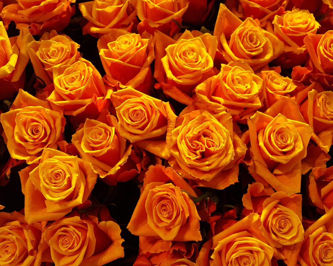 Много оранжевых роз крупным планом