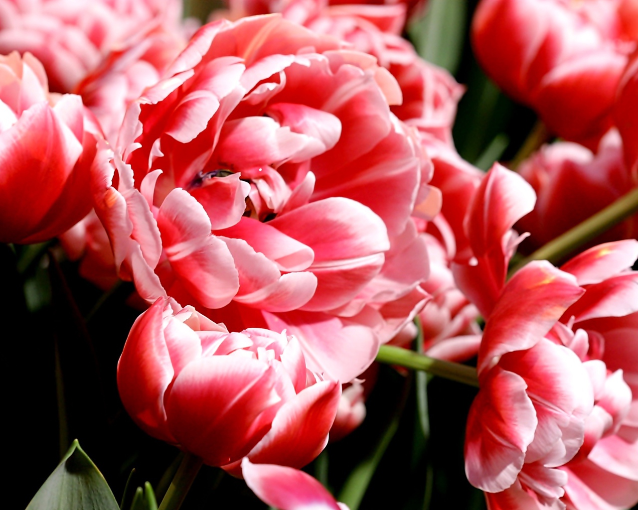 Много розово-белых тюльпанов крупным планом