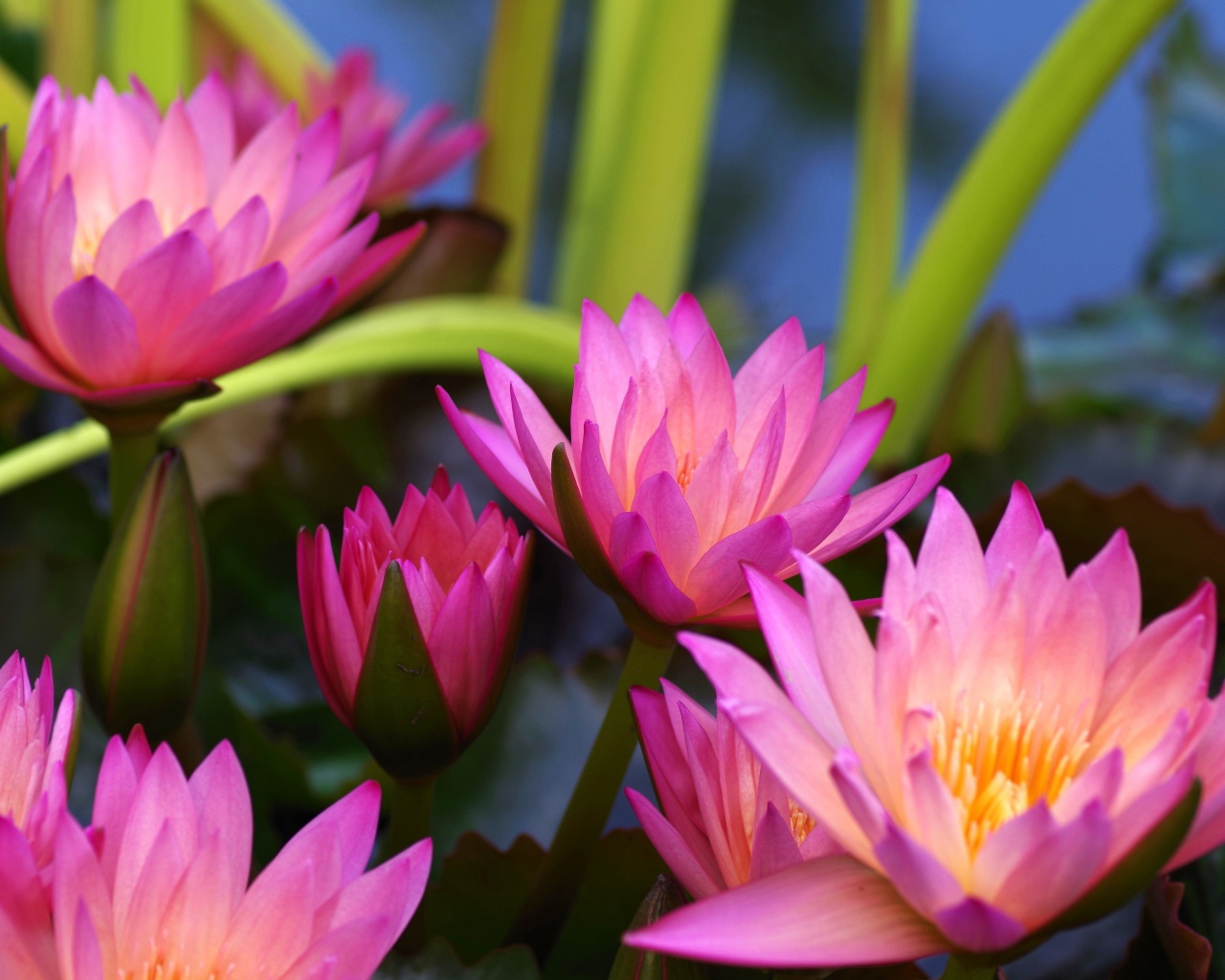 Много розовых цветов лотоса крупным планом