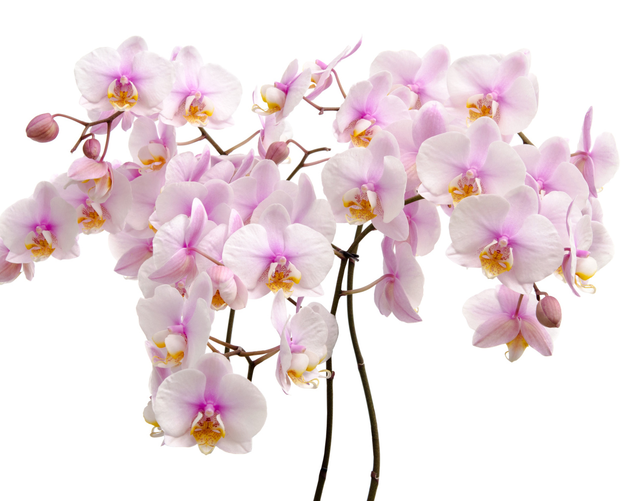 Много розовых цветов орхидеи на белом фоне крупным планом