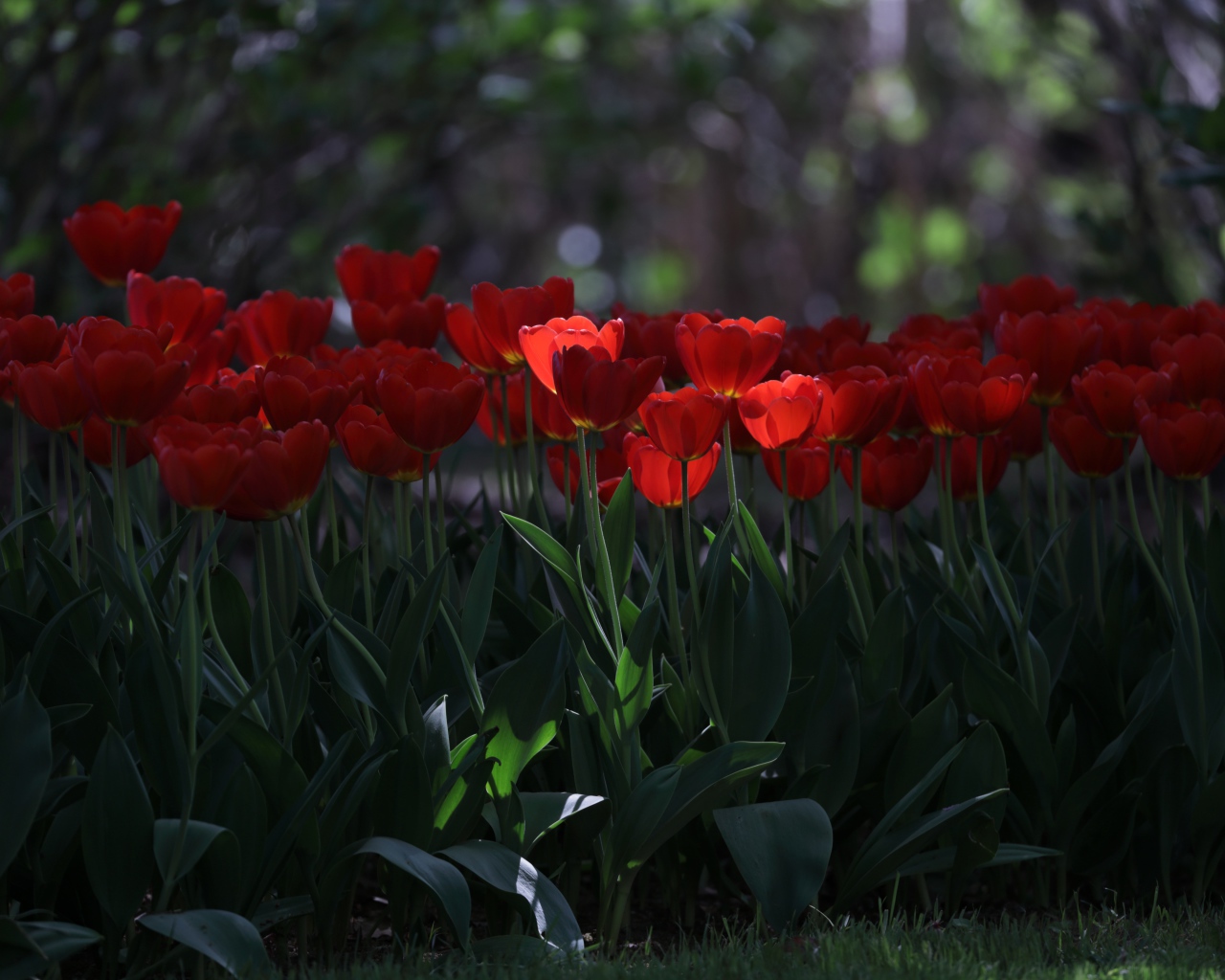 Много красных тюльпанов в  тени 