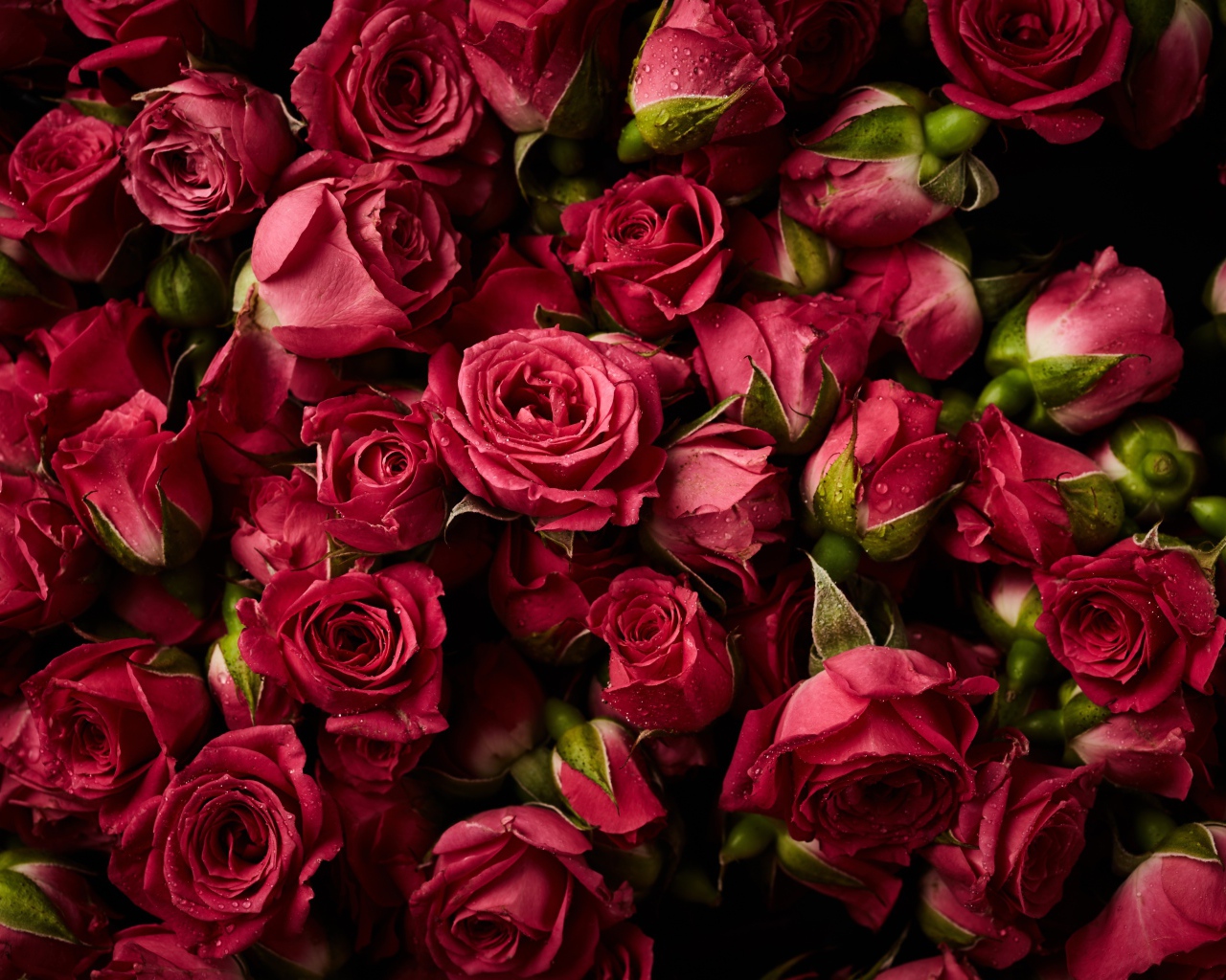 Много сорванных красных роз в каплях росы