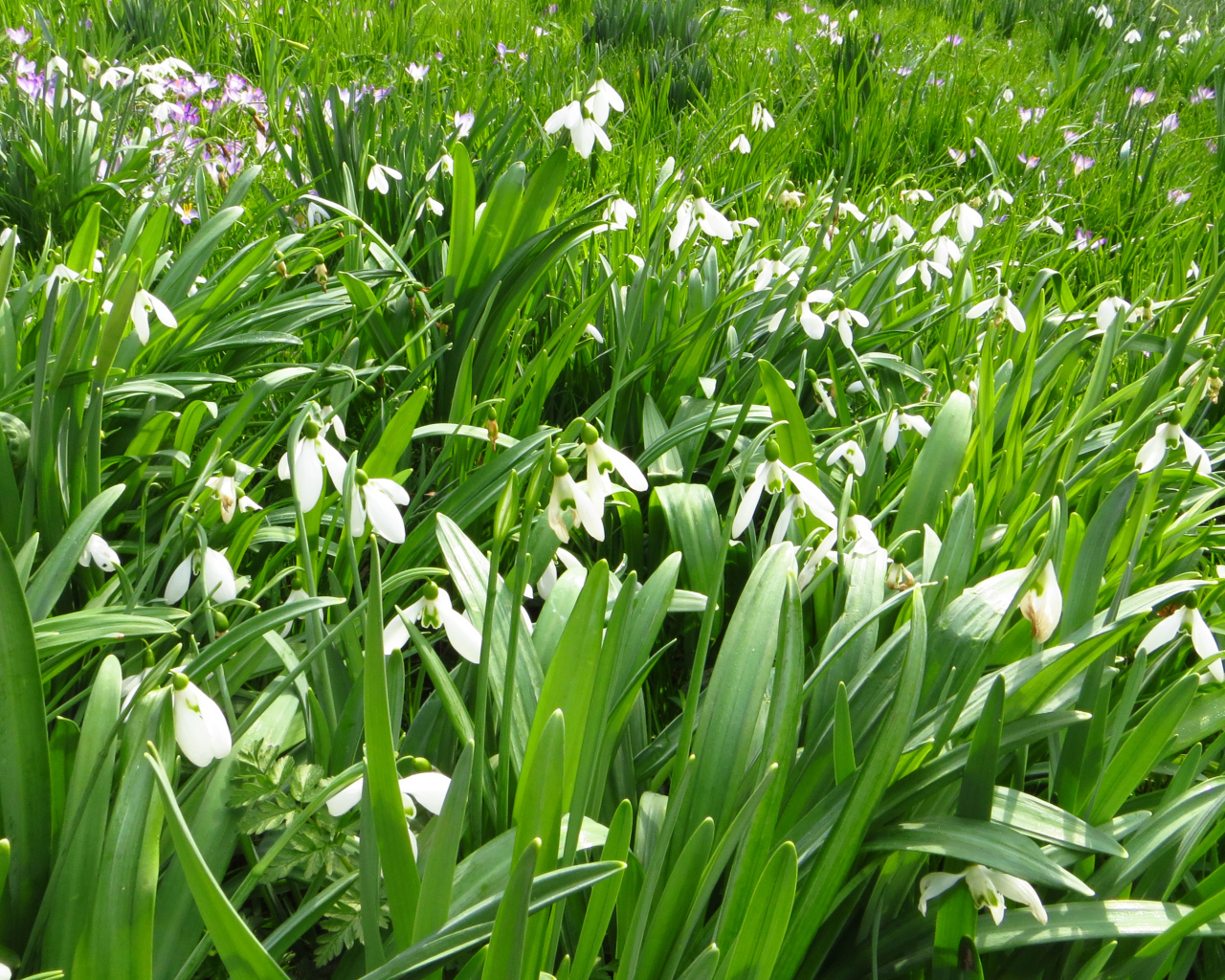 Много белых подснежников с зелеными листьями