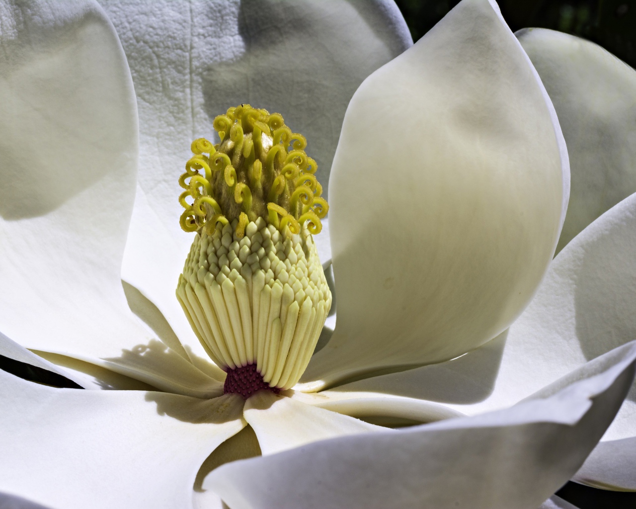 Середина белого цветка магнолии крупным планом