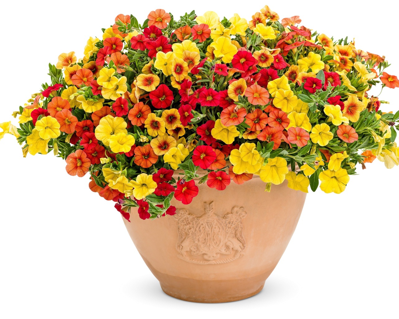 Разноцветные цветы петунии в горшке на белом фоне