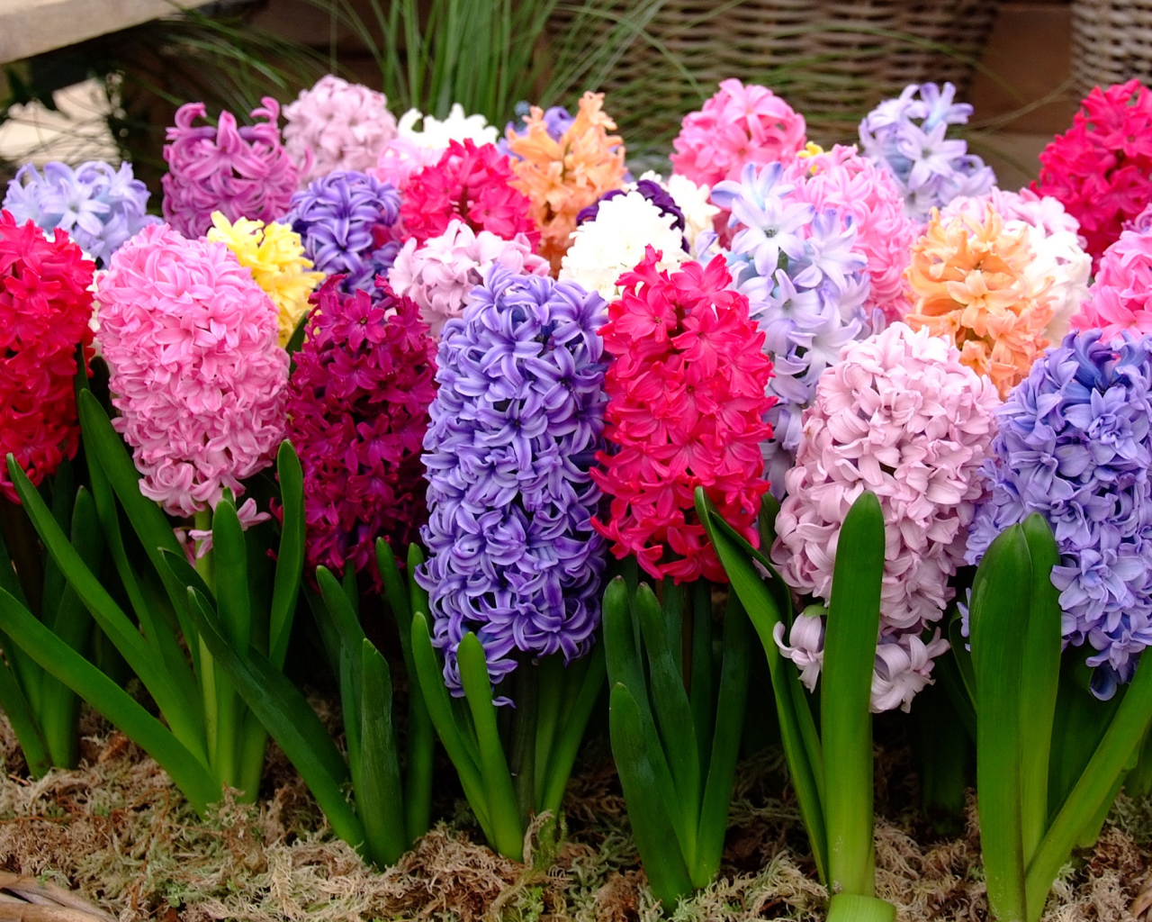 Разноцветные гиацинты крупным планом