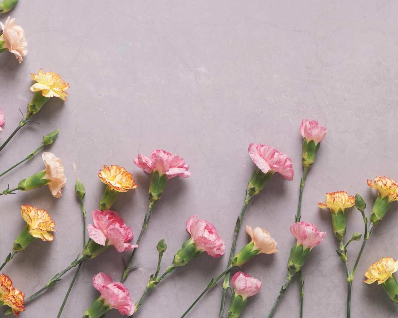 Разноцветные гвоздики на сером фоне