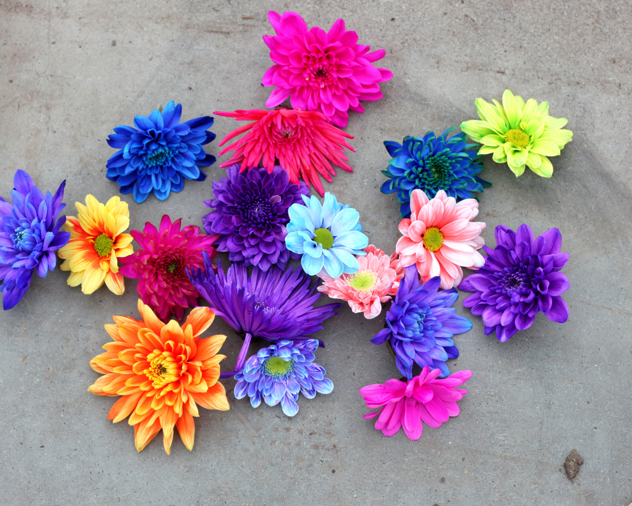 Разноцветный срезанные цветы хризантемы