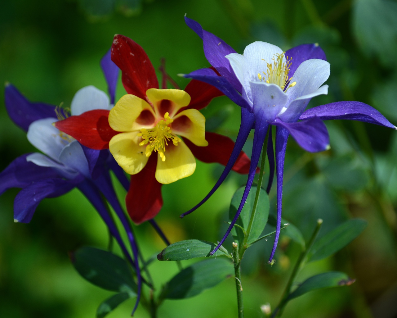 Разноцветные цветы водосбора на клумбе