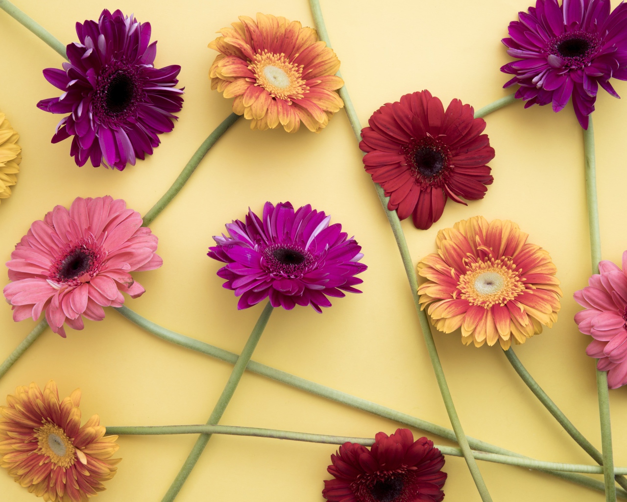 Разноцветные герберы на желтом фоне