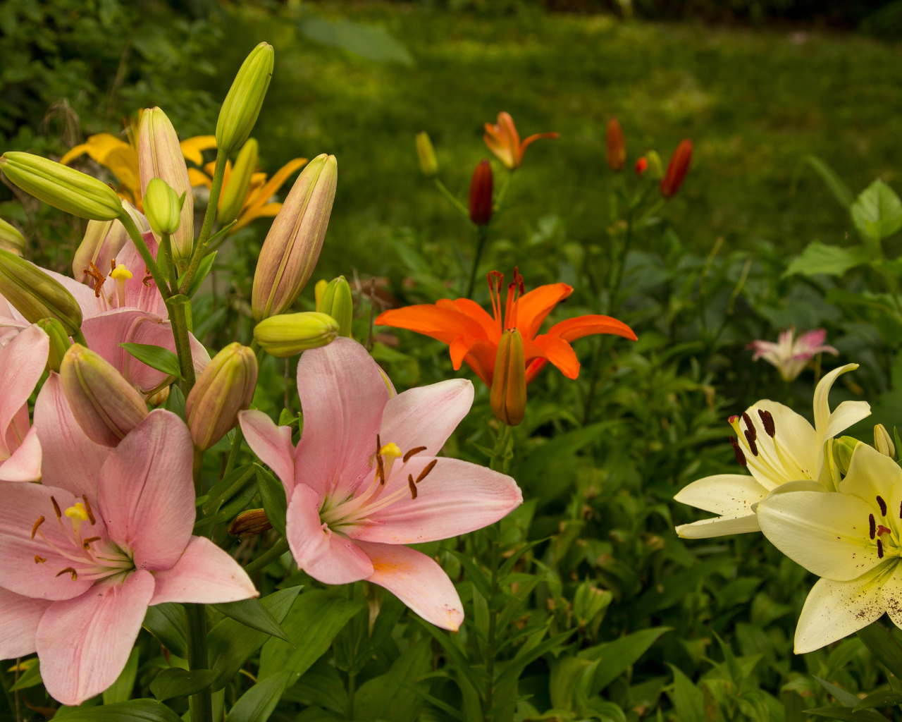 Разноцветные лилии с бутонами на клумбе в саду