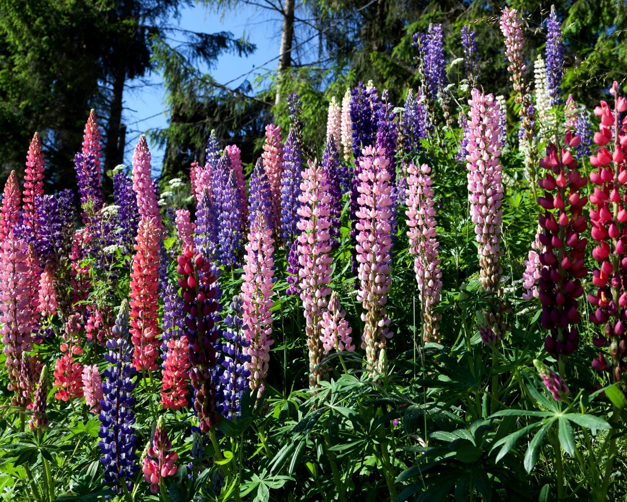 Разноцветные цветы люпина солнечным днем