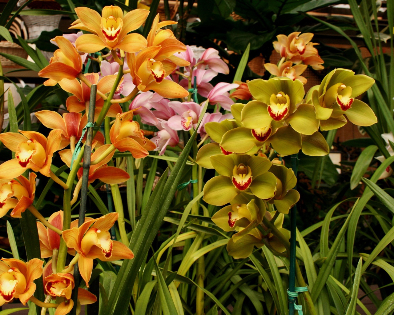 Разноцветные орхидеи в оранжерее