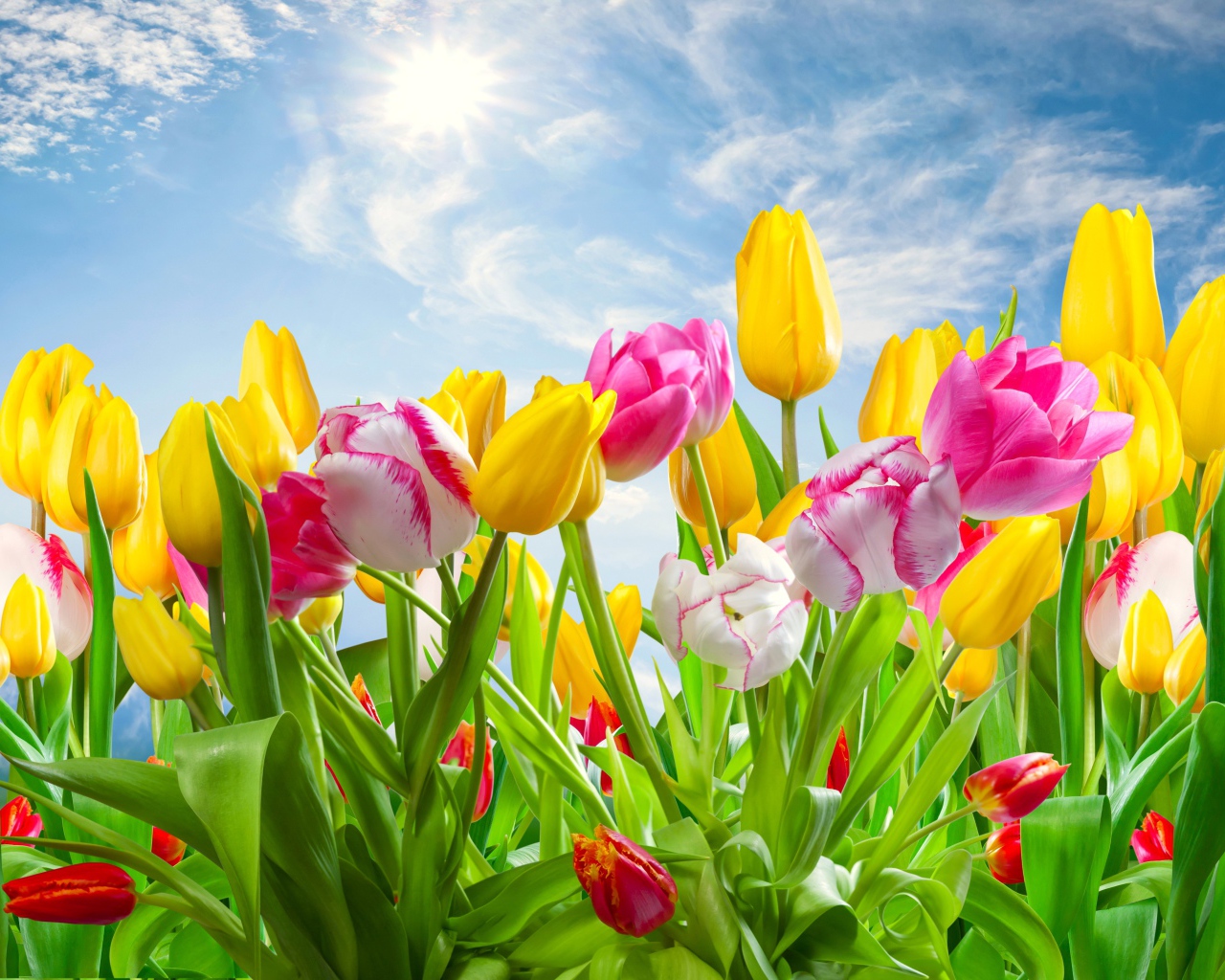 Разноцветные тюльпаны на фоне голубого неба с солнцем