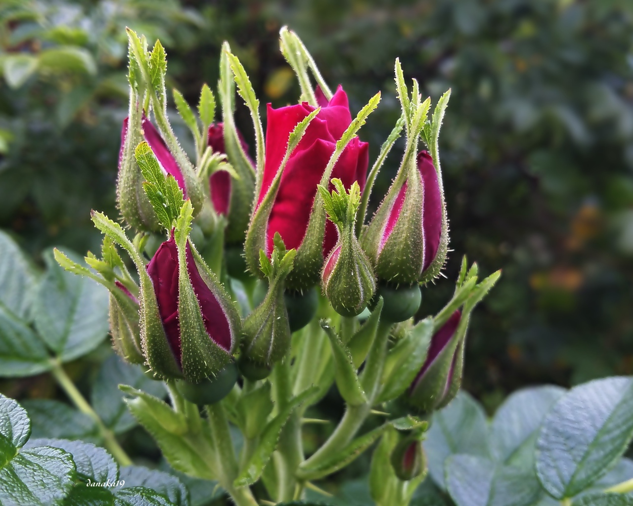 Нераспустившиеся бутоны красной розы вблизи