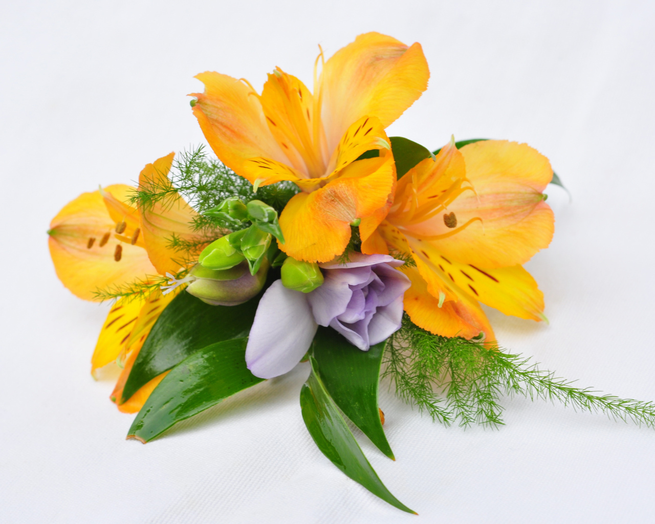 Оранжевые цветы альстромерия на белом фоне