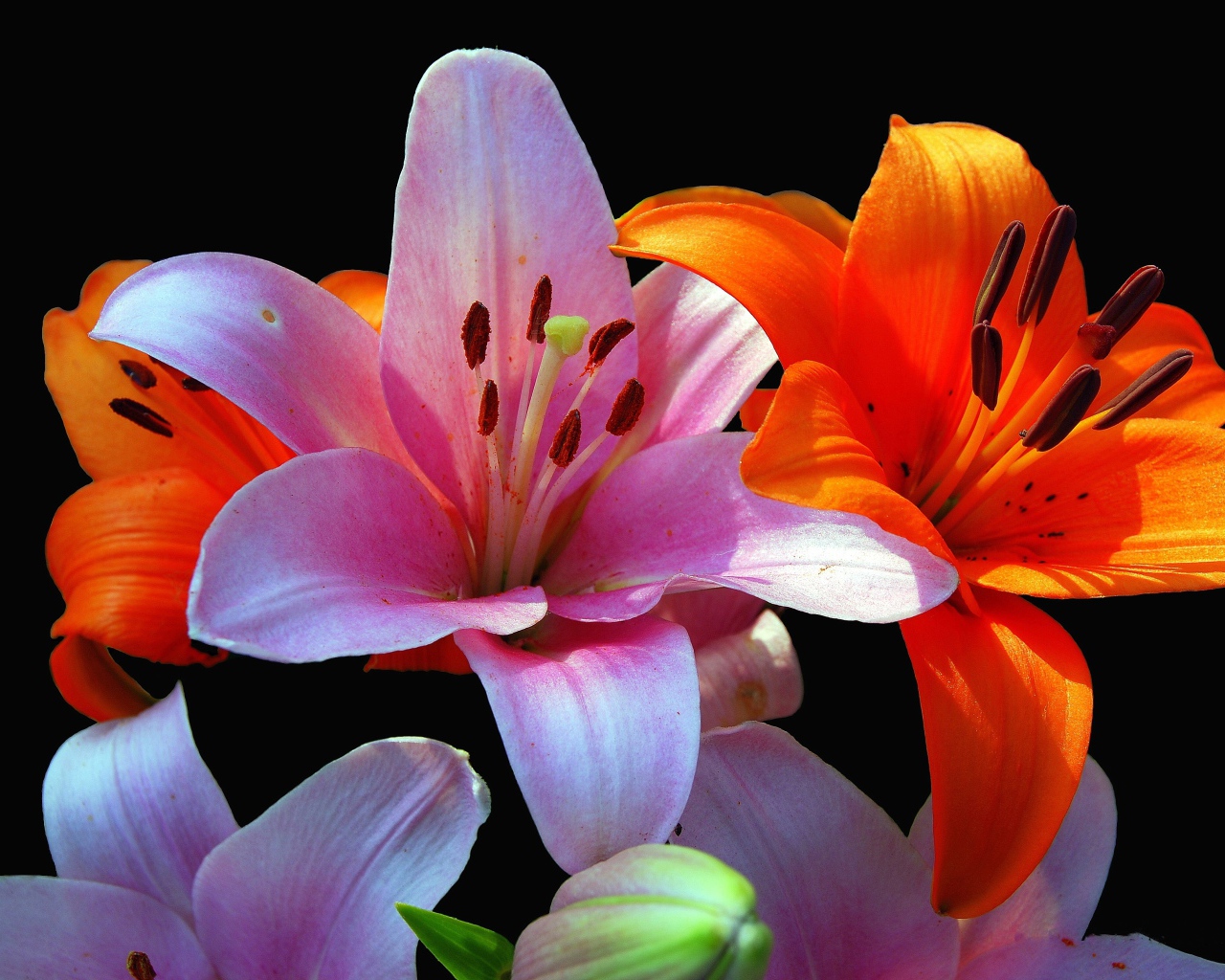Оранжевые и розовые лилии крупным планом на черном фоне