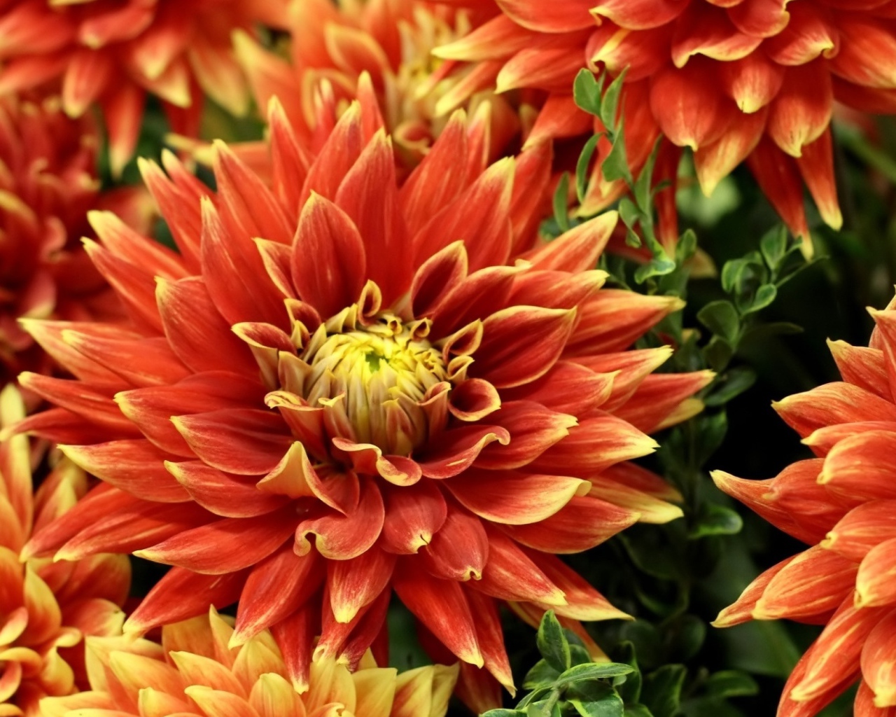 Оранжевые красивые георгины крупным планом 