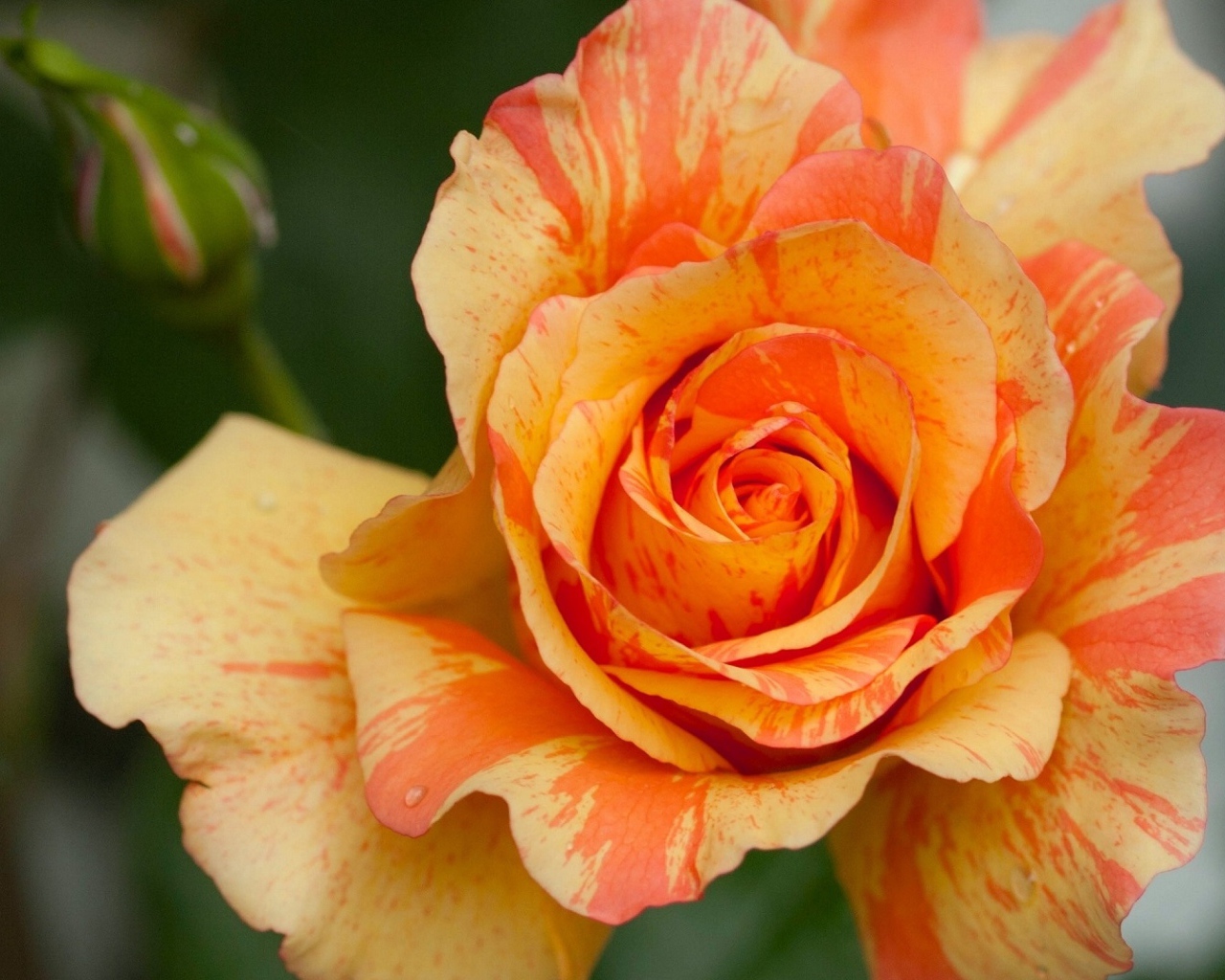 Оранжевая красивая роза с бутоном крупным планом