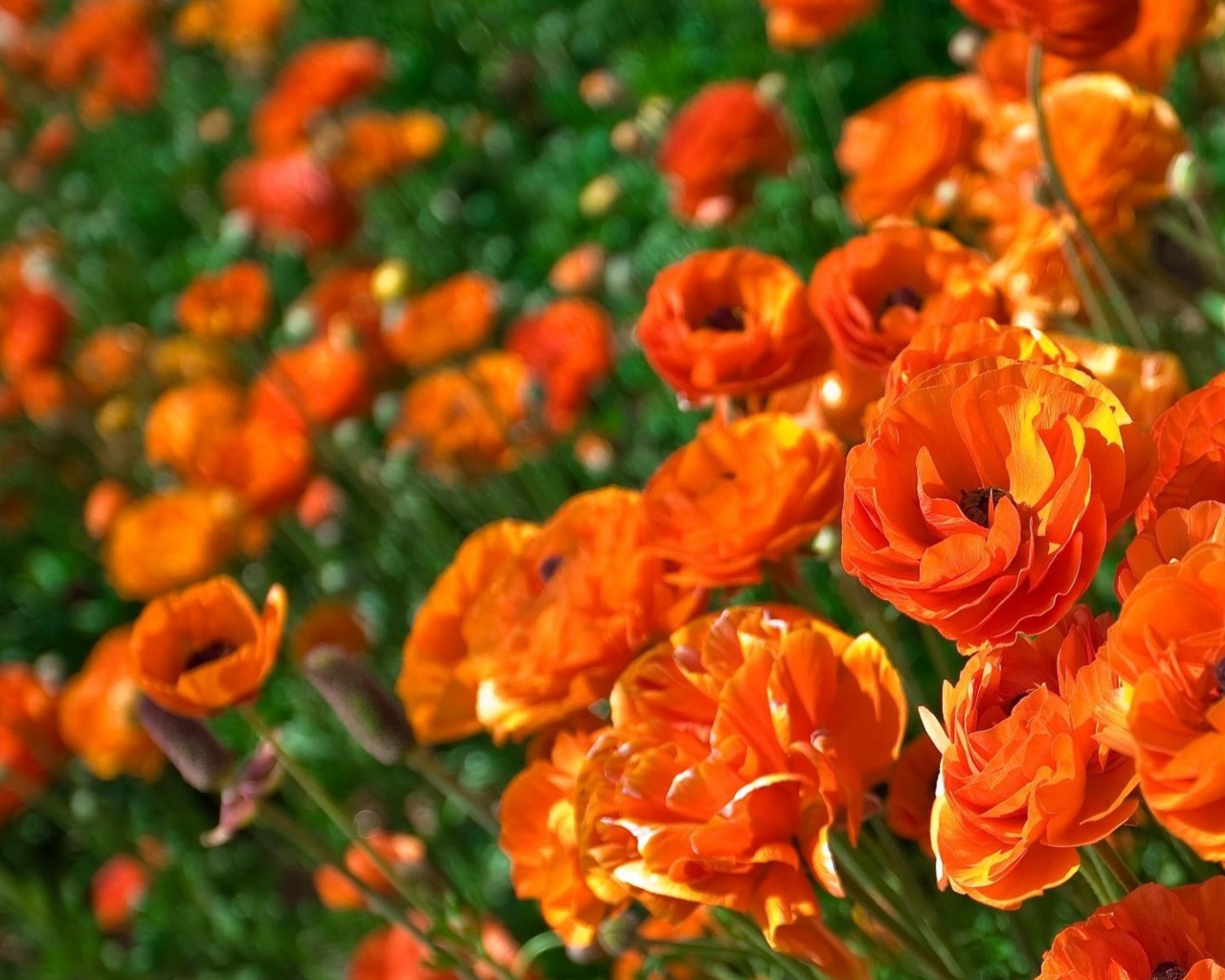 Оранжевые лютики крупным планом