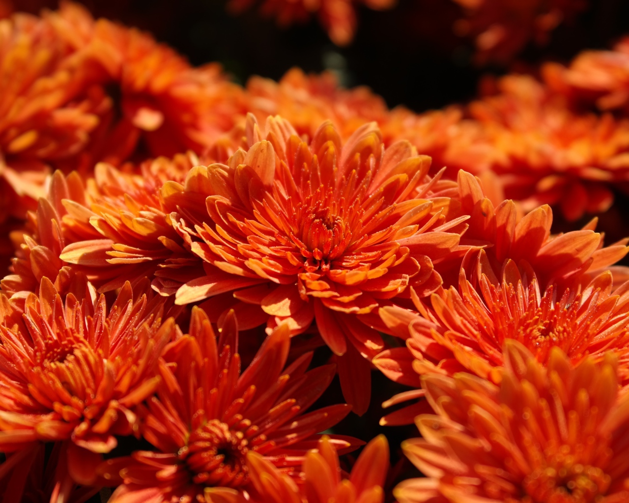 Оранжевые цветы хризантемы крупным планом