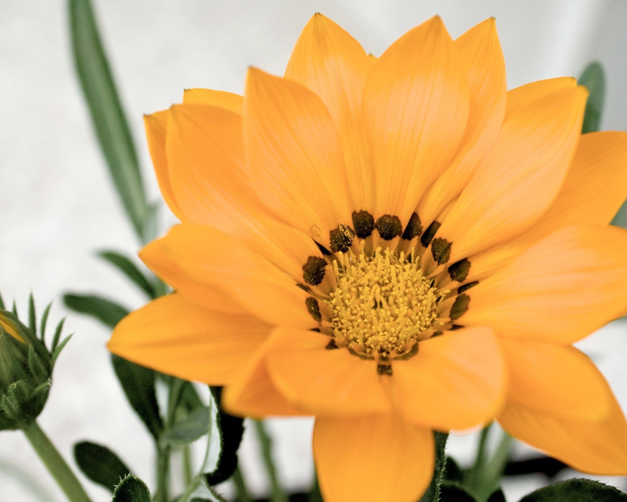 Оранжевый цветок газания с бутоном