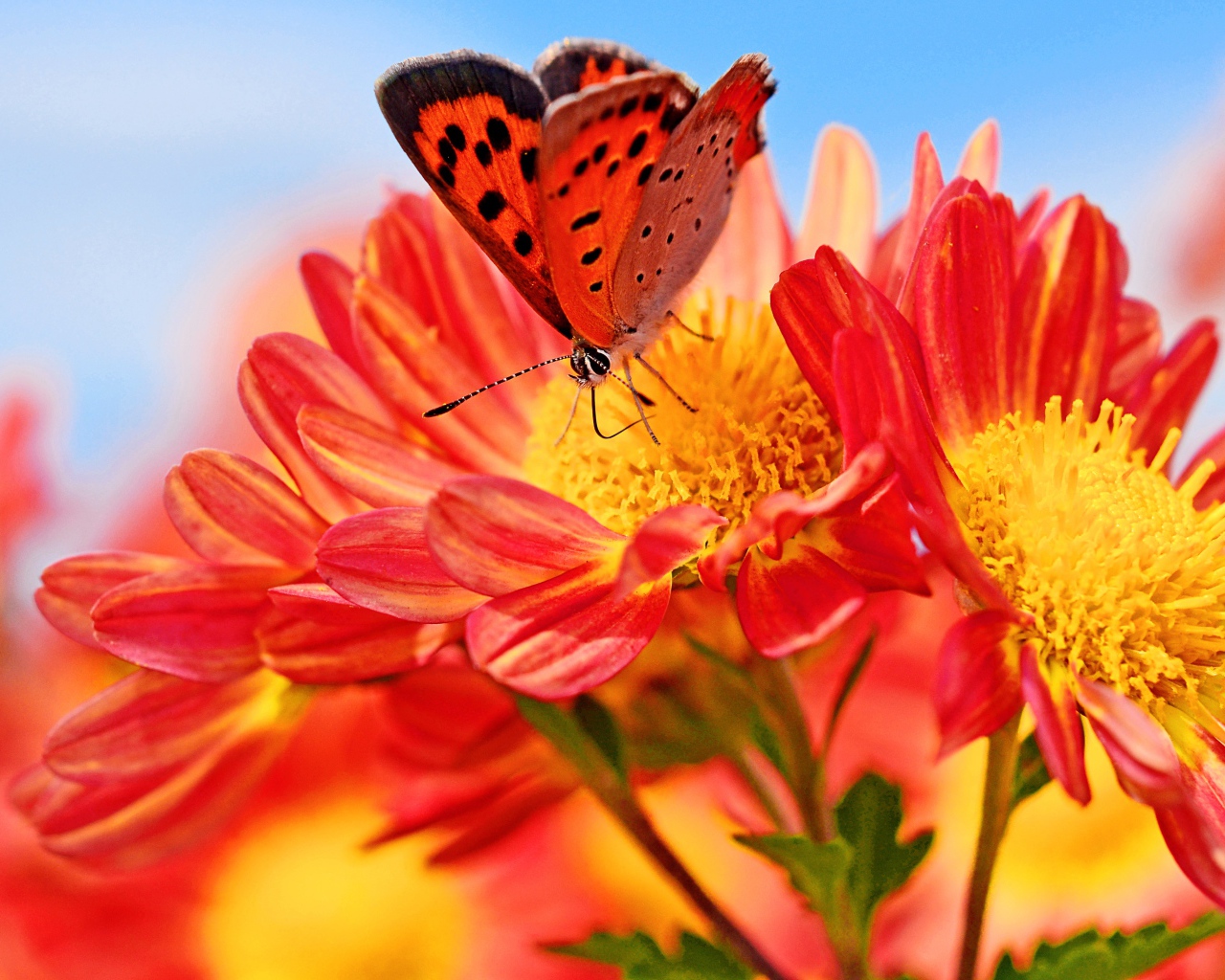 Оранжевые цветы георгина с бабочкой