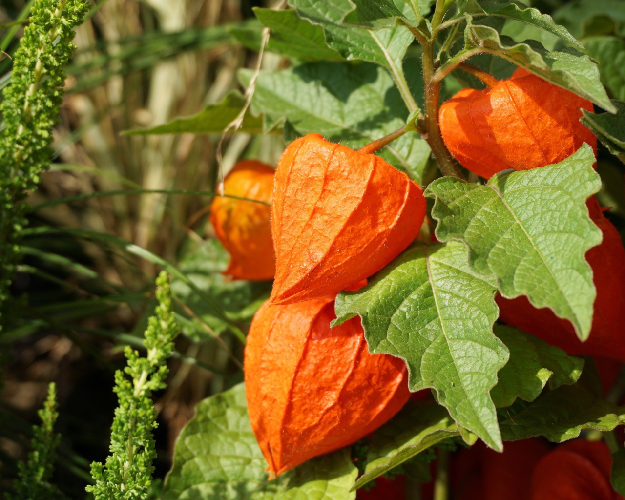 Оранжевые цветы физалиса крупным планом