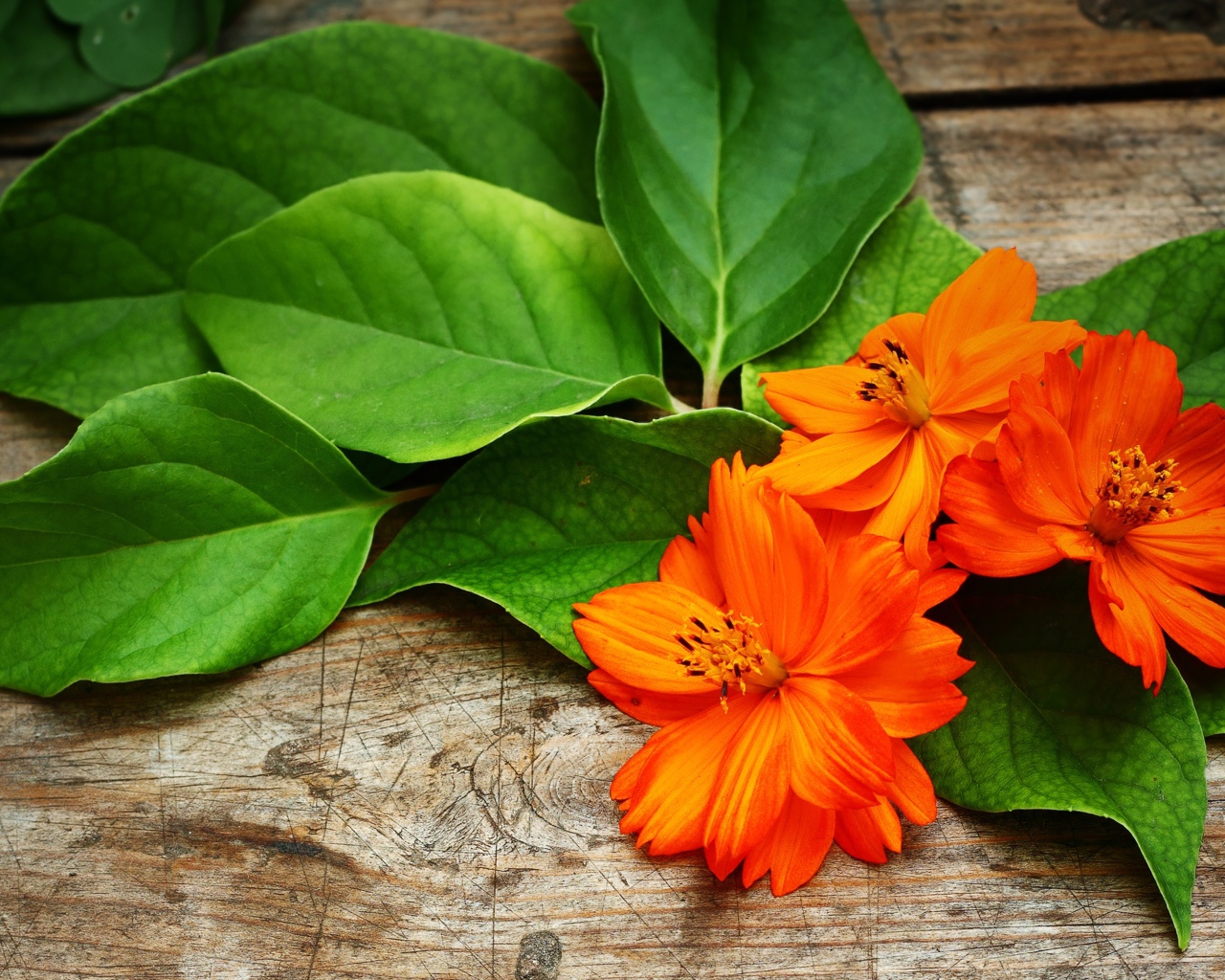 Оранжевые цветы с большими зелеными листьями