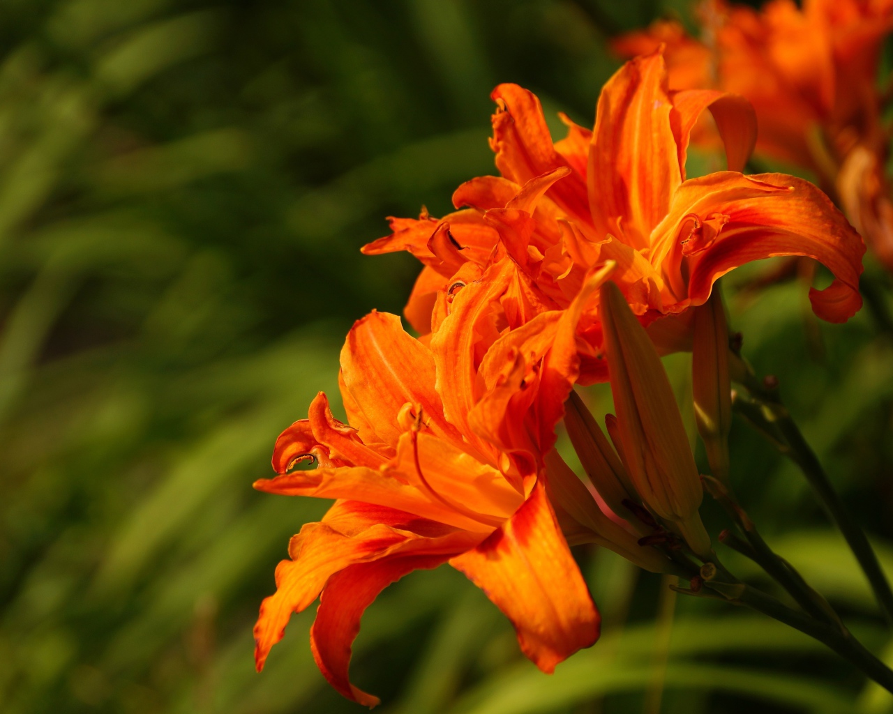 Оранжевые садовые лилии с бутонами