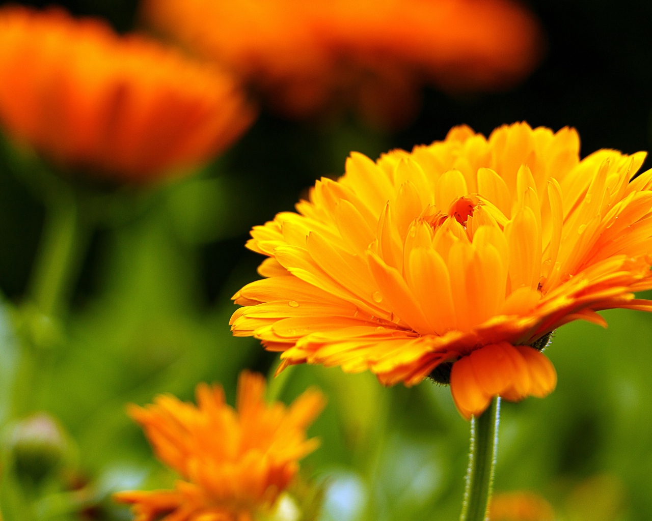 Оранжевый цветок герберы крупным планом