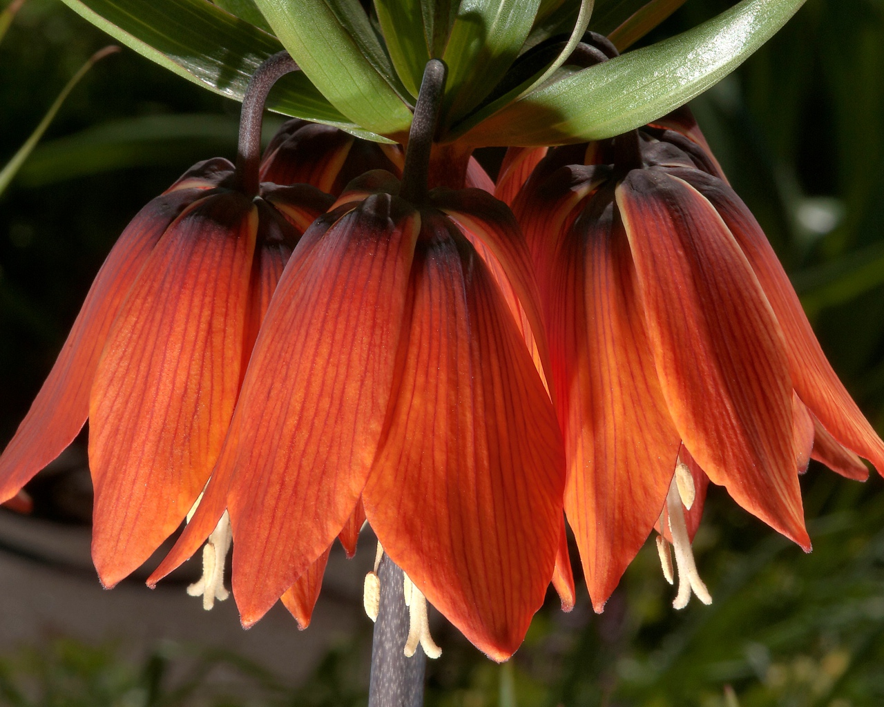 Оранжевые цветы рябчика крупным планом