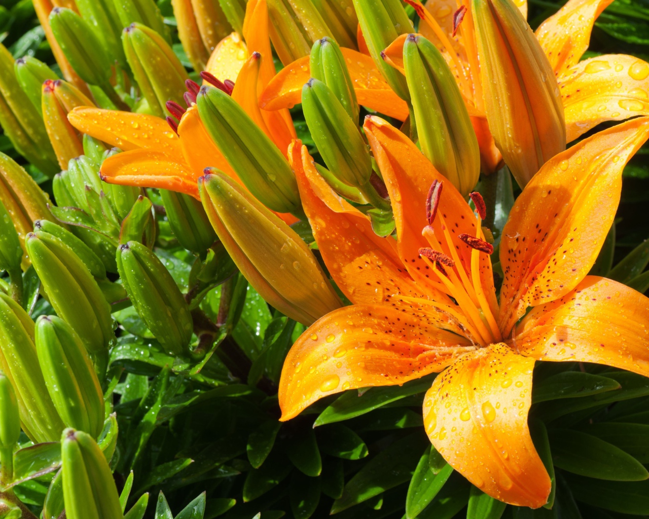 Оранжевые лилии с бутонами в каплях воды