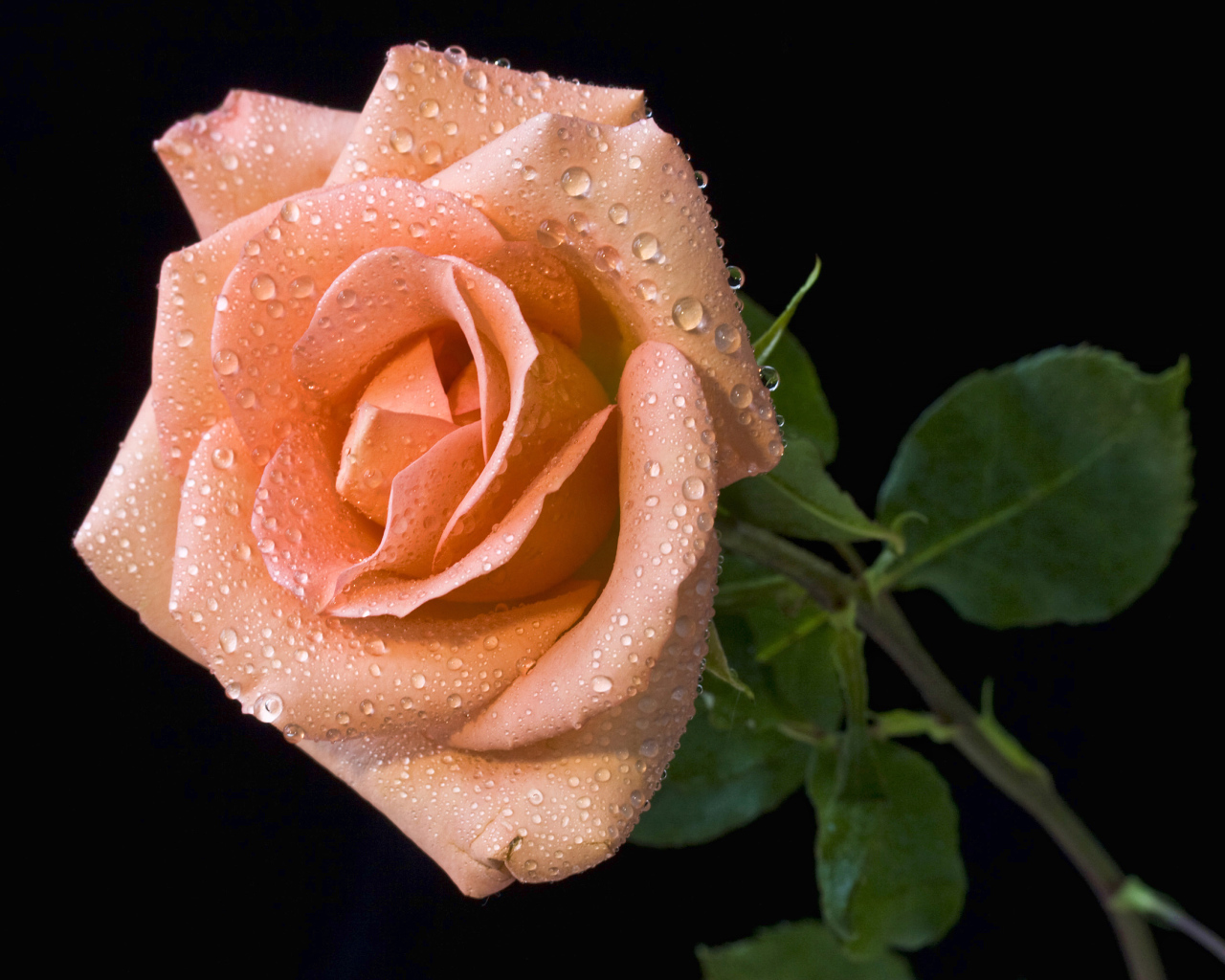 Оранжевый цветок розы в каплях росы на черном фоне