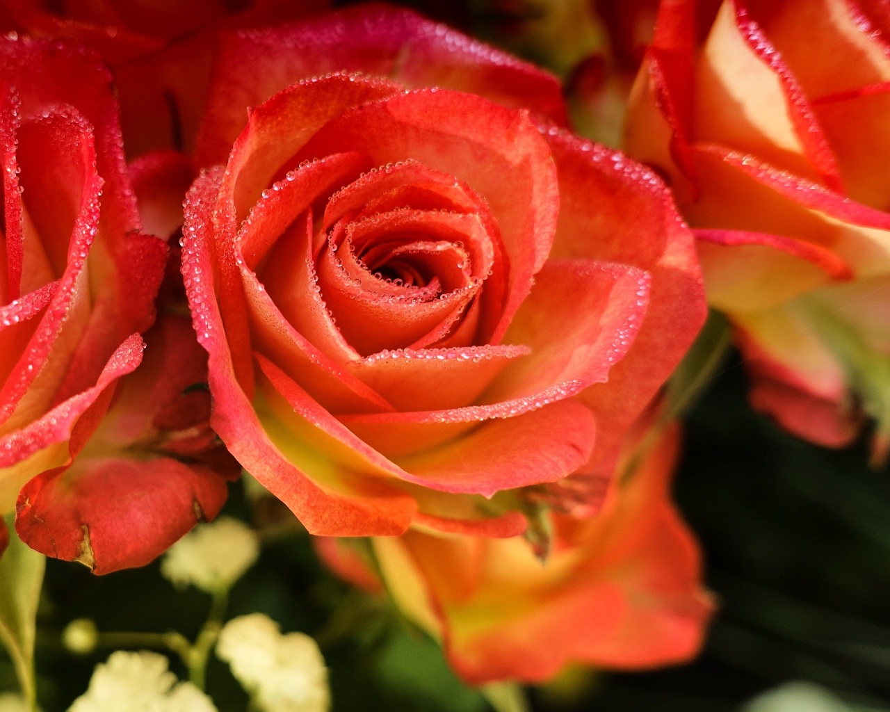 Оранжевые розы с росой на лепестках крупным планом