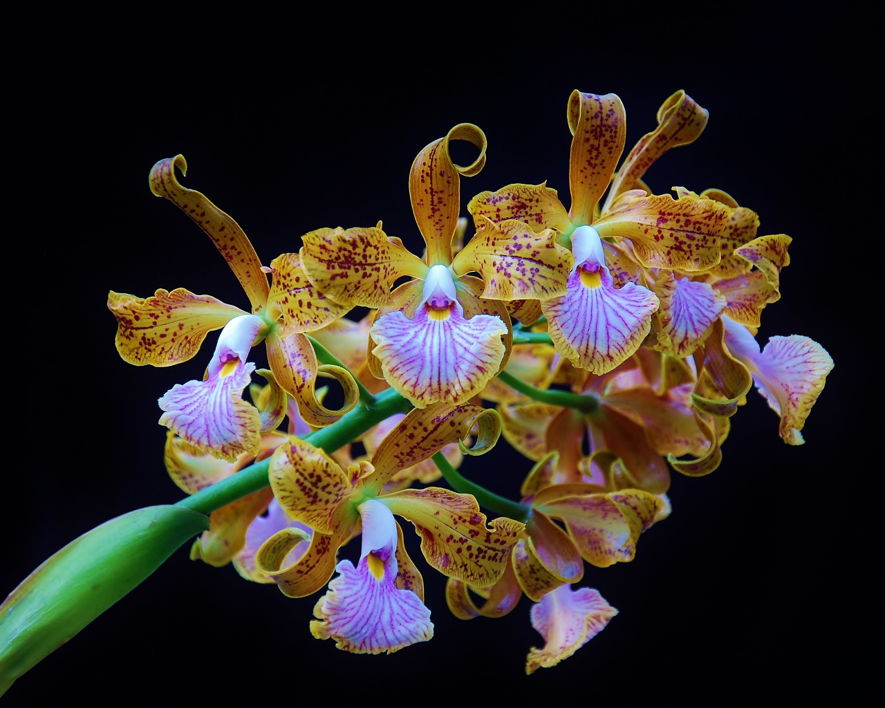 Оранжевые тигровые орхидеи на черном фоне