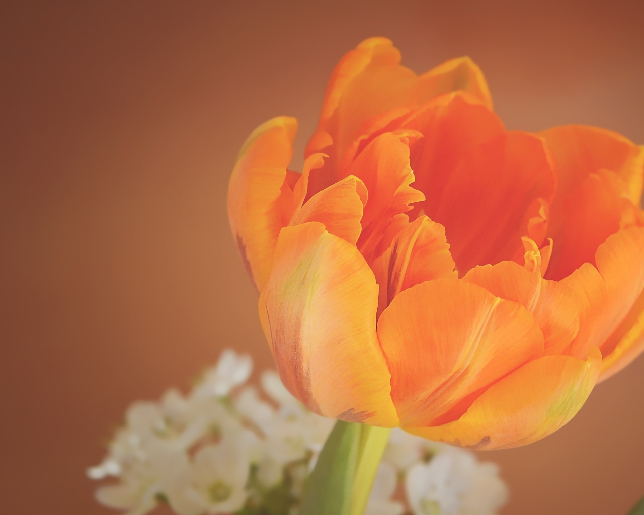 Оранжевый тюльпан крупным планом