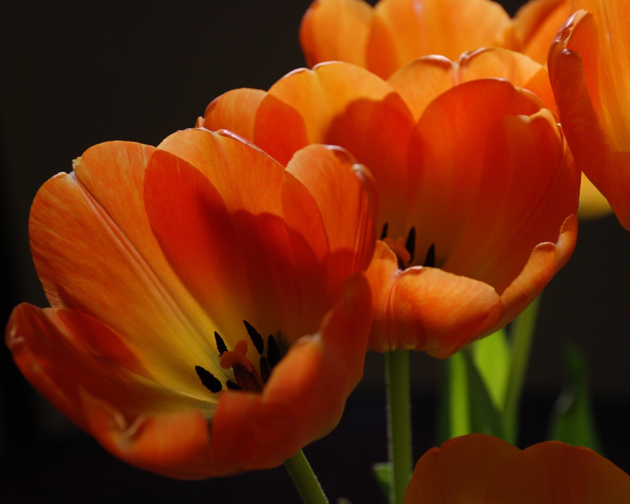 Оранжевые тюльпаны крупным планом