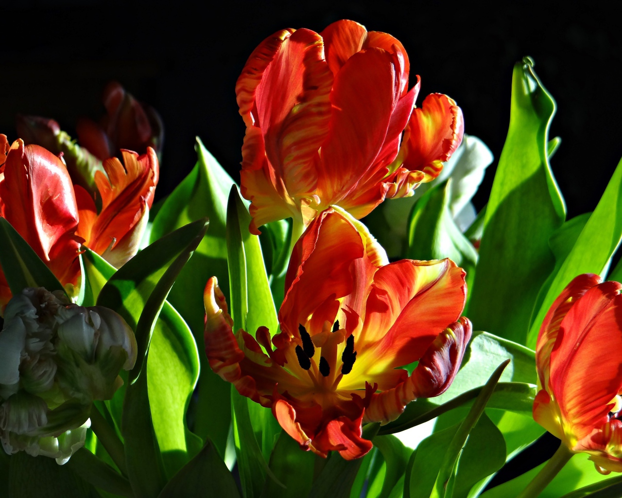 Оранжевые тюльпаны с зелеными листьями на черном фоне